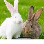 DA Bunny army and dogges