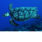 xXTurtle NationXx