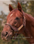<{horse friends!!