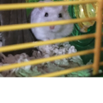 The rats lol e