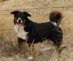 Dog’s Are Just Better.