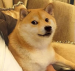 the doge clan of epic people