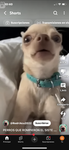 Los chihuahuas Axel