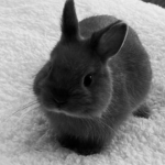 5bunnies
