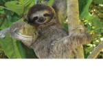 Sloth Paradise