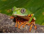 Frogge123
