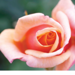 Repent of the Rose's