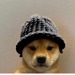 Doge gangz