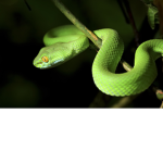 The snake bros