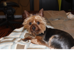 Milo ######