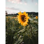 The Sunflower Sensation