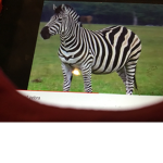 zebras uni ted