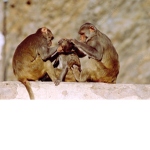 monke_squad_so_cool