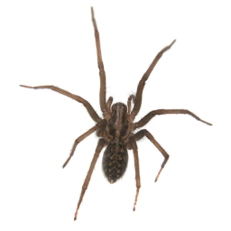 Spider Empire Training
