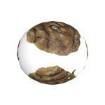  poopy ~ cute