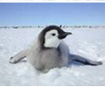 penguins!!!!!!
