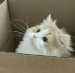 ADORABLE CATS AREA