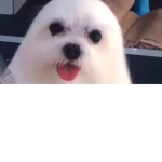 bubbles poop