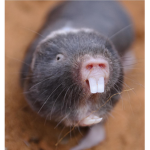 Rat want hi yez no