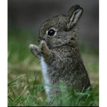 Levi The Bunny Fans!