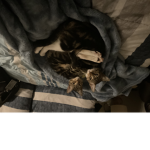 Bed wars players