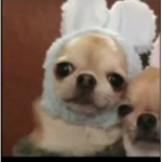 E os cães eeeee