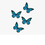 fleurss