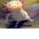 The Axolotl tribe group