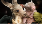 THE AMAZING ANIMAL CLUB