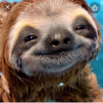 Sloth baby