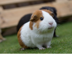 We love pets such as gps