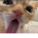 Lamaaalovverr