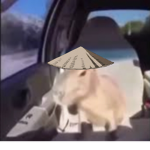 Ninja CAPYBARA