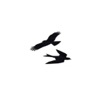 Birds To The Skies