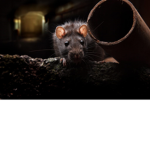 WE ARE EPIC RATS