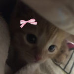 vcatz.