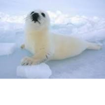 I love baby seal
