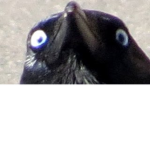 Raven Army!