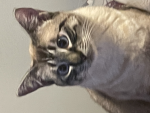 Cp Cat Police