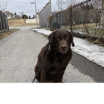 dog_ Squad