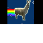 i love lamas!!!!
