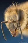 HH | Her Hive