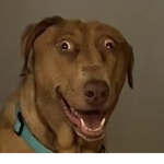 Good Boy Doge Group