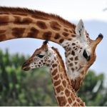 GIRAFFIE FANS XOXO
