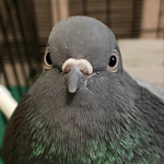 K-man