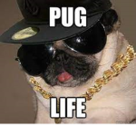 westside pugs