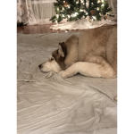 Phoenix the Dog Inc