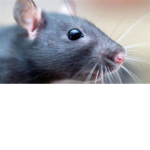 Rat Squad UvU