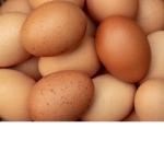 eggs gang