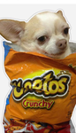 Group dogs are better than cats